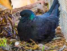 黑色的王鸽子坐着巢鸡蛋特写镜头受欢迎的热带鸟specie