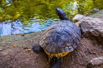 美丽的肖像黄色的大肚子的坎伯兰滑块乌龟回来热带爬行动物specie美国