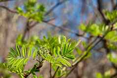 毛茸茸的绿色雕刻新鲜的叶山灰树肿胀花味蕾软阀杆豆芽阳光明媚的春天一天蓝色的天空