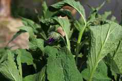 场紫草科植物花朵