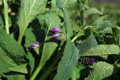 场紫草科植物花朵
