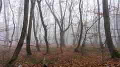 有雾的秋天的森林