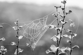 蜘蛛网络小分支机构覆盖小水滴多雾的天气黑色的白色