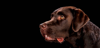 肖像狗木板材黑色的背景