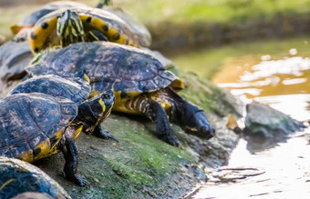 黄色的大肚子的坎伯兰滑块乌龟标题水热带爬行动物specie美国