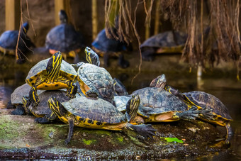 巢黄色的大肚子的坎伯兰滑块海龟岩石水热带爬行动物specie美国