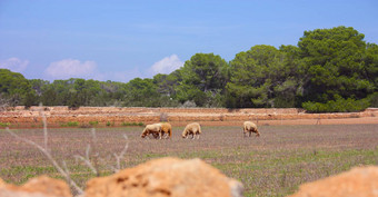 山羊羊干<strong>贫瘠</strong>的字段伊比沙岛Formentera无花果树干旱<strong>土地</strong>