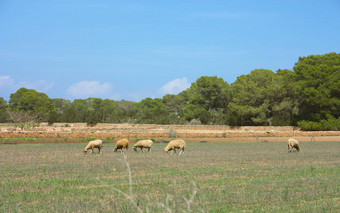 山羊羊干贫瘠的字段伊比沙岛Formentera无花果树干旱土地