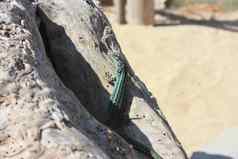 孤独的绿色蜥蜴干树干树中间干旱沙漠