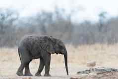 大象小腿婴儿大象