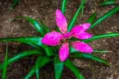 紫色的弗里西植物特写镜头色彩斑斓的热带植物specie美国