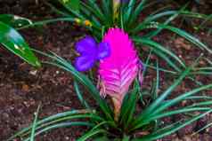 特写镜头粉红色的弗里西电色彩斑斓的热带植物specie美国