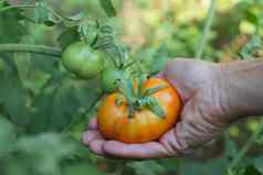 手收获成熟的番茄水果有机花园