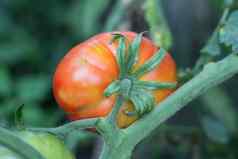成熟的红色的番茄水果有机花园植物