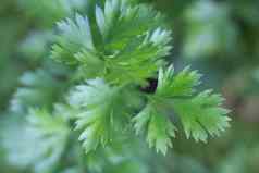 细节欧芹叶子种植有机花园