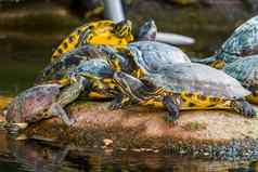 集团沼泽海龟姥典型的动物行为热带爬行动物specie美国