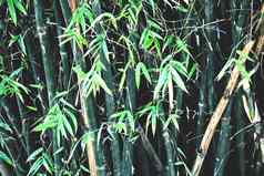 竹子树花园
