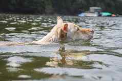 狗游泳湖
