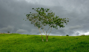 单树狂风暴雨的一天绿色草场