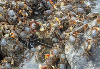 人群螃蟹海滩岩石海岸