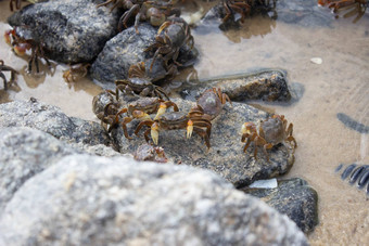 集团小螃蟹岩石海滩
