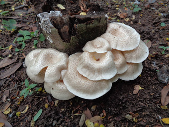 白色有毒的蘑菇自然背景
