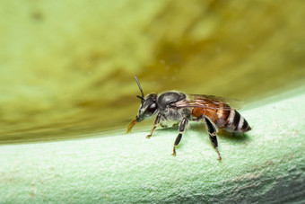 图像蜜蜂他矮蜜蜂apiflorea<strong>吸水</strong>