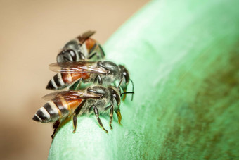 图像蜜蜂他矮蜜蜂apiflorea<strong>吸水</strong>