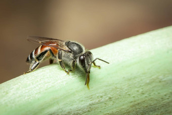 图像蜜蜂他矮蜜蜂apiflorea吸水