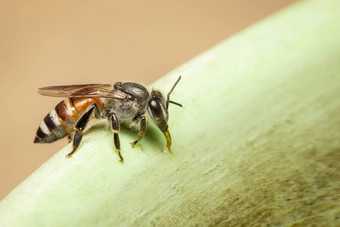 图像蜜蜂他矮蜜蜂apiflorea<strong>吸水</strong>