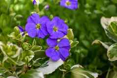 关闭视图美丽的光紫色的蓝色的aubretia花绿色叶子春天