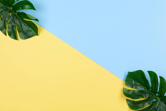 框架monstera叶子的双色背景黄色的蓝色的复制空间极简主义平躺生活方式博客社会媒体自由规划假期旅行销售概念水平