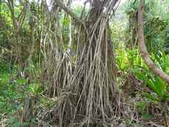 香screwpine根露兜树fascicularis露兜树odorifer露兜树特克托里乌斯自然背景香植物印尼