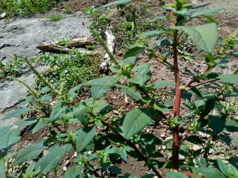 <strong>棘手</strong>的苋属植物苋属植物spinosus自然背景