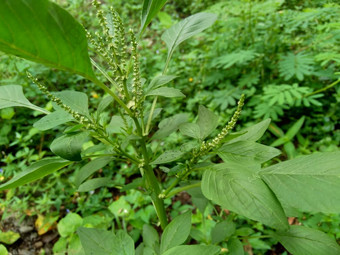 棘手的苋属植物苋属植物spinosus自然背景