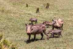 疣猪家庭婴儿小猪埃塞俄比亚