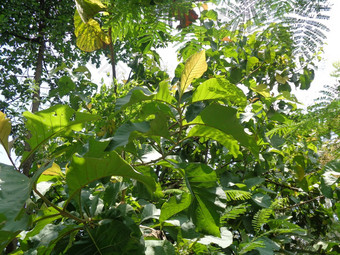 全部木造的柚木特克托纳长大的林恩自然背景柚木叶子印尼食物包装器
