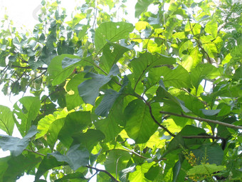 全部木造的柚木特克托纳长大的林恩自然背景柚木叶子印尼食物包装器