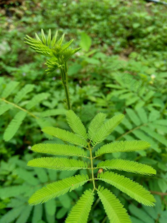 巨大的含羞草多余的被称为敏感的困了行<strong>动植物</strong>触摸羞愧植物僵尸