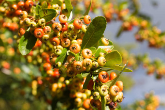 分支野生灌木红色<strong>的</strong>黄色<strong>的</strong>Crataegus<strong>水果</strong>