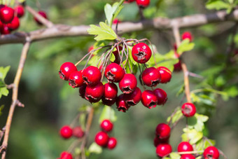 分支野生灌木红色<strong>的</strong>黄色<strong>的</strong>Crataegus<strong>水果</strong>