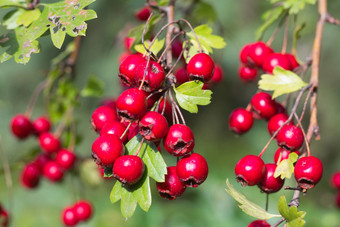 分支野生灌木红色<strong>的</strong>黄色<strong>的</strong>Crataegus<strong>水果</strong>