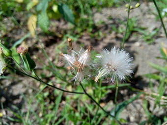 艾米利亚sonchifolia淡紫色流苏花卡卡利亚sonchifolia自然背景