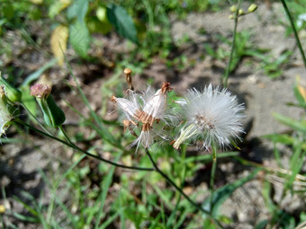 艾米利亚sonchifolia淡紫色流苏花卡卡利亚sonchifolia自然背景