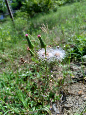 艾米利亚sonchifolia淡紫色流苏花卡卡利亚sonchifolia自然背景