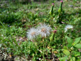 艾米利亚sonchifolia淡紫色流苏花卡卡利亚sonchifolia自然背景