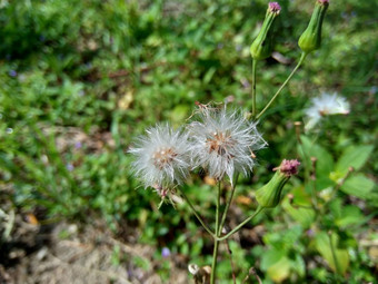 艾米利亚sonchifolia淡紫色流苏花卡卡利亚sonchifolia自然背景