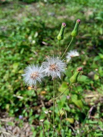 艾米利亚sonchifolia淡紫色流苏花卡卡利亚sonchifolia自然背景