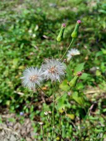 艾米利亚sonchifolia淡紫色流苏花卡卡利亚sonchifolia自然背景