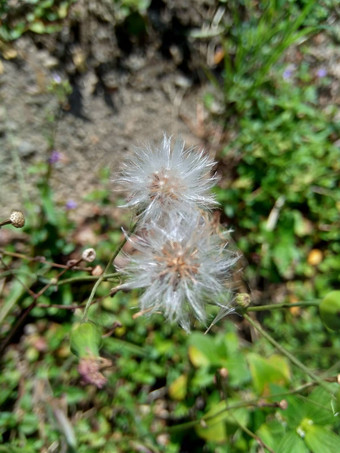 艾米利亚sonchifolia淡紫色流苏花卡卡利亚sonchifolia自然背景